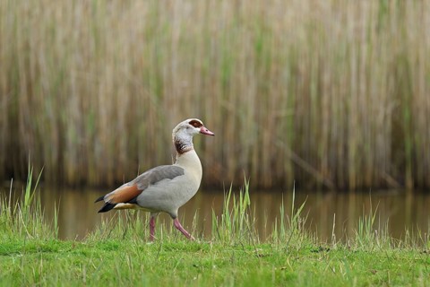 Egyptian goose (Alopochen aegyptiaca), male standing at the edge of a pond, Texel, West Frisian
