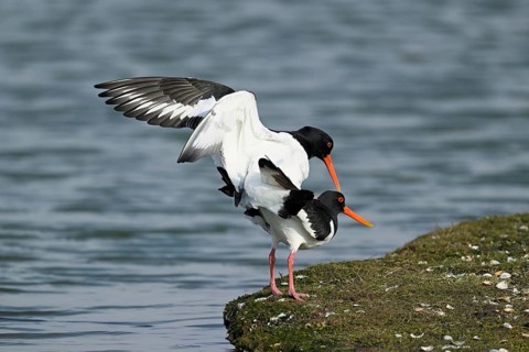 Oystercatcher (Haematopus ostralegus), mating, Texel, West Frisian Islands, province of North