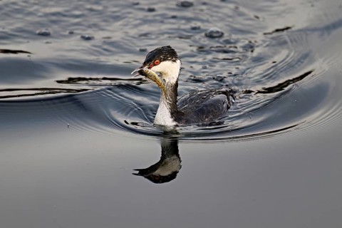 Slavonian grebe (Podiceps auritus), adult, in a white plumage, winter plumage, swimming with a fish