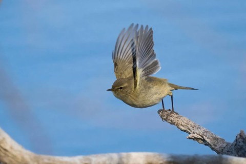 A chiffchaff (Phylloscopus collybita) flies with outstretched wings from a branch against a blue