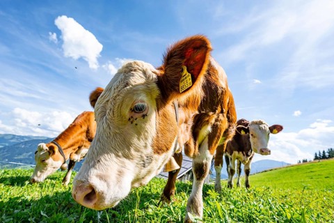 Three young curious calves (Bos primigenius taurus), cows on an alpine meadow, stretching their