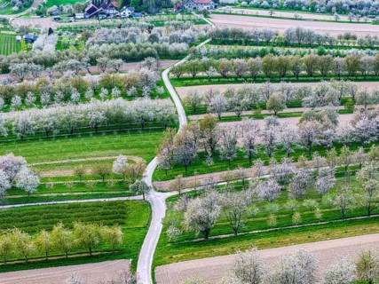 Spring near Sasbach in the Achertal in the Ortenau district. Orchards in bloom.Sasbach,