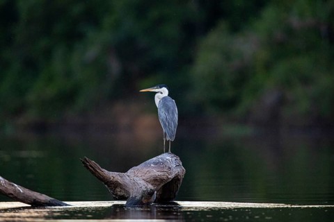 Cocoi Heron (Ardea cocoi) Pantanal Brazil