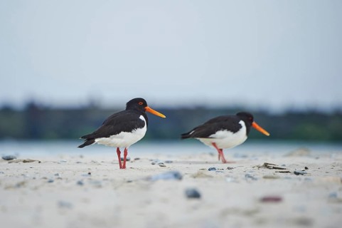 Eurasian oystercatcher (Haematopus ostralegus) on the beach, Düne, Helgoland, Schleswig-Holstein,