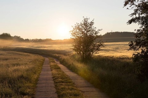 Field path between meadows and grain field with morning mist at sunrise, Bischofswerda, Saxony,