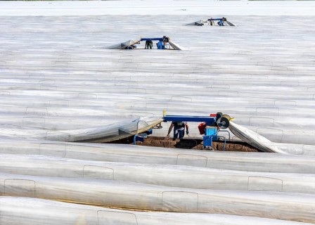 DefaultAsparagus harvest on the Lower Rhine, near Wesel, asparagus field under thermo foil, for