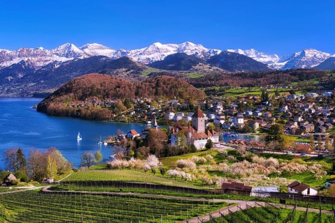 View of Spiez with castle, blossoming cherry trees and Lake Thun, with snow-covered Bernese Alps in