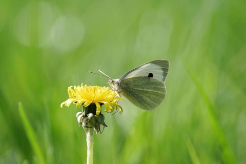 Cabbage butterfly (Pieris brassicae), butterfly, dandelion, flower, meadow, colourful, The Cabbage