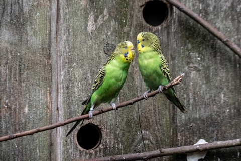 Budgerigars (Melopsittacus undulatus), Lower Saxony, Germany, Europe