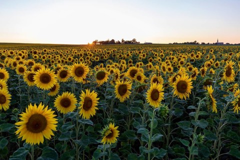 Field with sunflowers (Helianthus annuus) in bloom at sunset, near Priestewitz, Saxony, Germany,