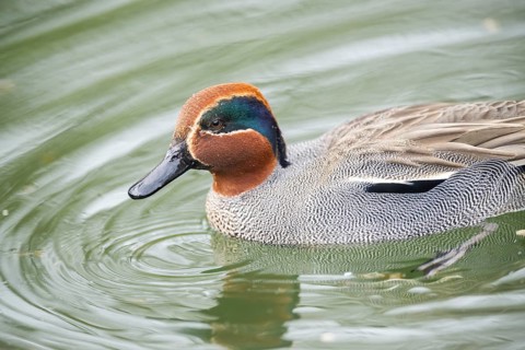 Eurasian teal (Anas crecca) male swimming in a lake, Bavaria, Germany, Europe