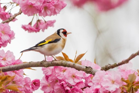 Goldfinch (Carduelis carduelis) on a branch full of pink cherry blossoms in a spring-like setting,