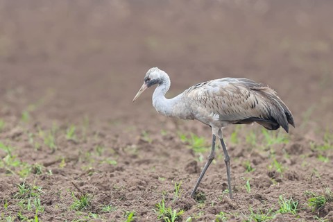 Common crane, Common crane (Grus grus) young bird standing on a field in spring, wildlife, birds,
