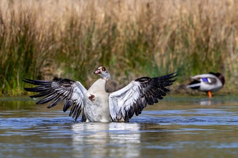 Egyptian goose (Alopochen aegyptiaca) male splashing water while flapping wings in pond in spring