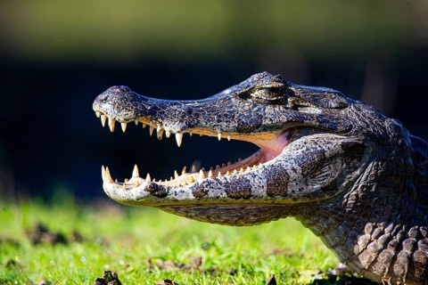 Spectacled caiman (Caiman crocodilius) Pantanal Brazil