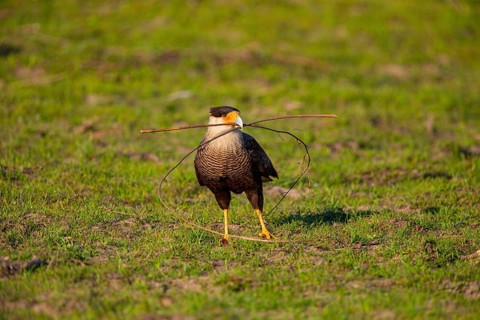 Crested caracara (Polyborus plancus) Pantanal Brazil