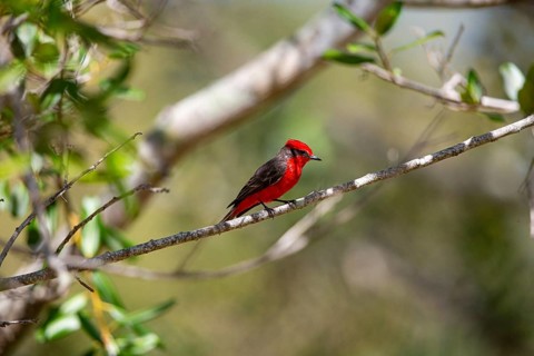 Vermilion flycatcher (Pyrocephalus rubinus) Pantanal Brazil