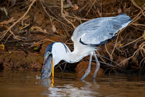 Cocoi Heron (Ardea cocoi) Pantanal Brazil