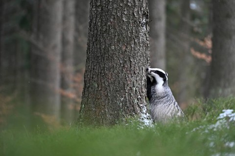 Badger in the snow, Wittlich, Rhineland-Palatinate, Germany, Europe