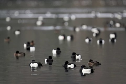 A group of Tufted Ducks (Aythya fuligula), swimming in their winter quarters on Lake Root, Canton