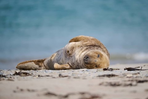 Grey seal (Halichoerus grypus) lying on the beach, Düne, Helgoland, Schleswig-Holstein, Germany,