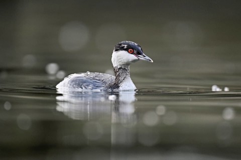 Slavonian grebe (Podiceps auritus), adult, in a white plumage, winter plumage, swimming in Lake
