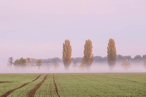 Poplars (Populus) at the edge of a field in autumn, morning fog in the Nassau, Weinböhla, Saxony,
