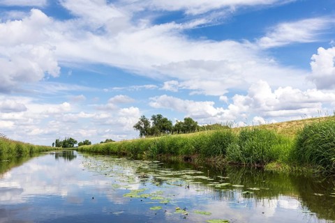 Große Röder with blooming water lilies (Nuphar) near Wildenhain, Großenhain, Saxony, Germany,