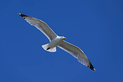 Herring Gull (Larus argentatus), in flight, Texel, West Frisian Islands, province of North Holland,