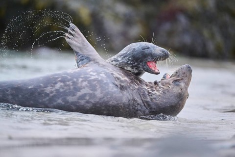 Grey seal (Halichoerus grypus) playing with each other in the water, sea, Düne, Helgoland,