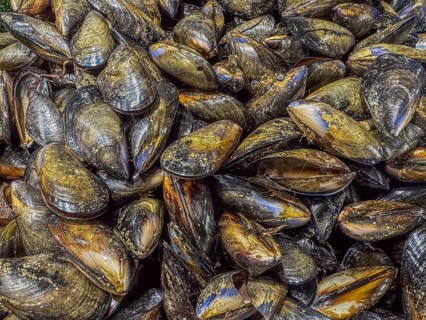 A close up image of a group of Australien mussels (Mytilus californianus) in a fish market,