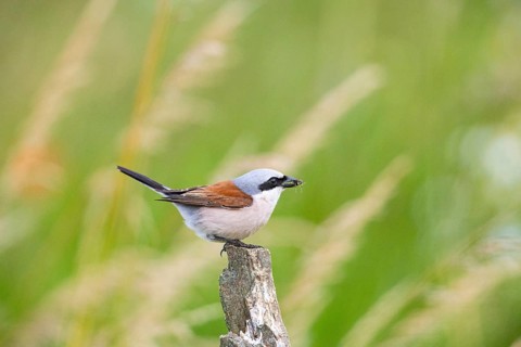Red-backed shrike (Lanius collurio) ml Germany