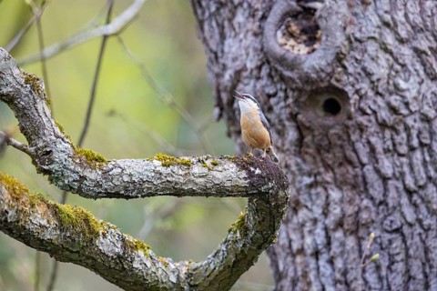 Nuthatch (Sitta europaea) Courtship song Germany