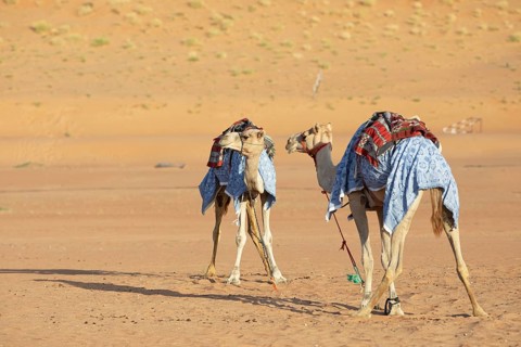 Dromedaries (Camelus dromedarius) with saddle in the Wahiba Sands or Rimal Al Wahiba or Sharqiyya