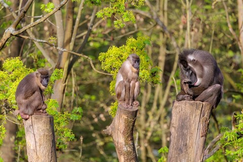 Three Drills (Mandrillus leucophaeus), a male and two females, sit high up on the three stumps of a