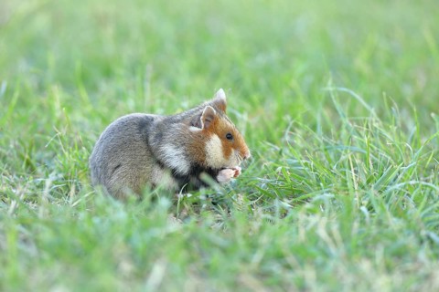 Field hamster (Cricetus cricetus), in a meadow, Vienna, Lower Austria, Austria, Europe