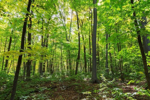 Mixed forest of tall backlighted Acer - Maple, Betula - Birch trees with abundant green, yellowish