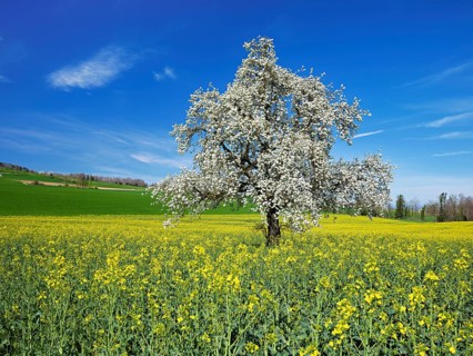 Flowering pear tree (Pyrus communis), standing in a field of flowering rape, Beinwil, Freiamt,