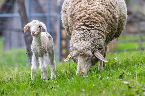 Sheep and young of the Württemberger breed, also known as Merinoland sheep. Sheep pasture on the
