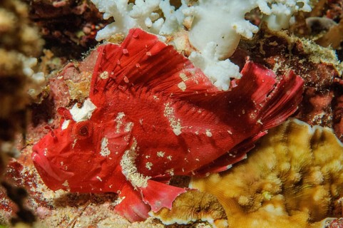 Close-up of Red Wobbegong (Taenianotus triacanthus) sitting in colourful vibrant intact healthy