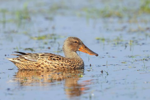 Shoveler (Spatula clypeata) female in a wet meadow, spring, wildlife, bird, swimming duck, Hüde,