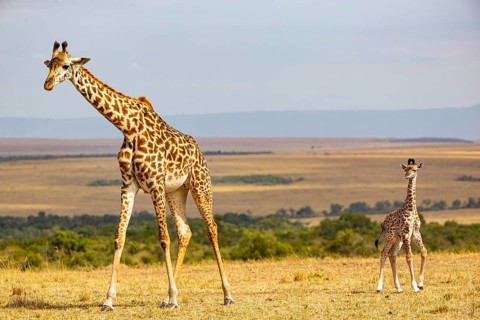 Masai giraffe (Giraffa c. tippelskirchi) Masai Mara Kenya