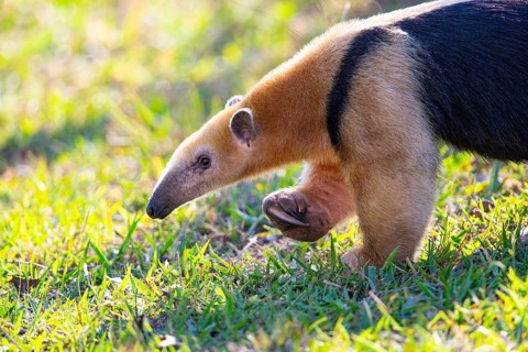 Southern tamandua (Tamandua tetradactyla) Pantanal Brazil