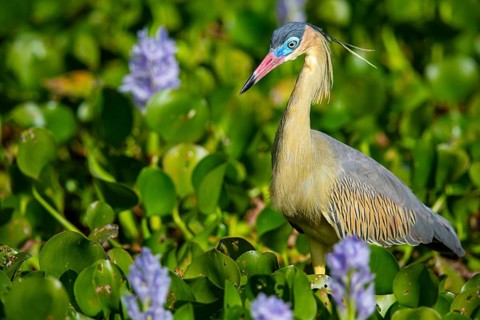 Whistling heron (Syrigma sibilatrix) Pantanal Brazil