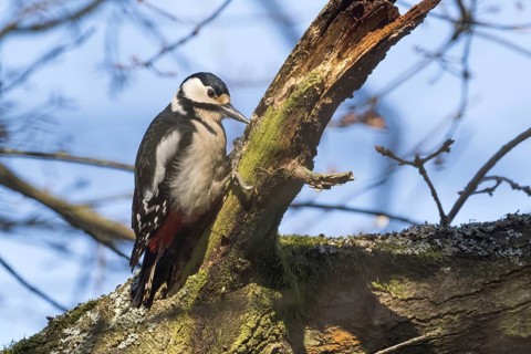 A great spotted woodpecker (Dendrocopos major) clings to a mossy branch in the light of a clear
