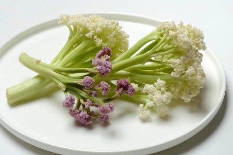 Fioretto, a cross between cauliflower and broccoli. The flowers are reminiscent of coral,