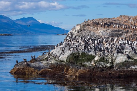 Ushuaia, Tierra del Fuego, Argentina, Cormorants sitting on a rock in the Beagle Channel, South