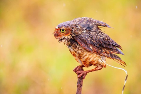 Burrowing owl (Speotyto cunicularia) Pantanal Brazil