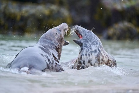Grey seal (Halichoerus grypus) playing with each other in the water, sea, Düne, Helgoland,