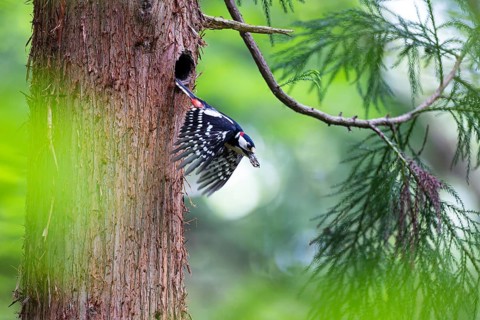Great spotted woodpecker (Dendrocopos major), male with droppings in his beak leaving the nesting